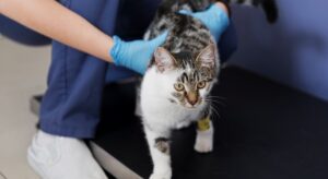 Insuficiencia renal en gatos