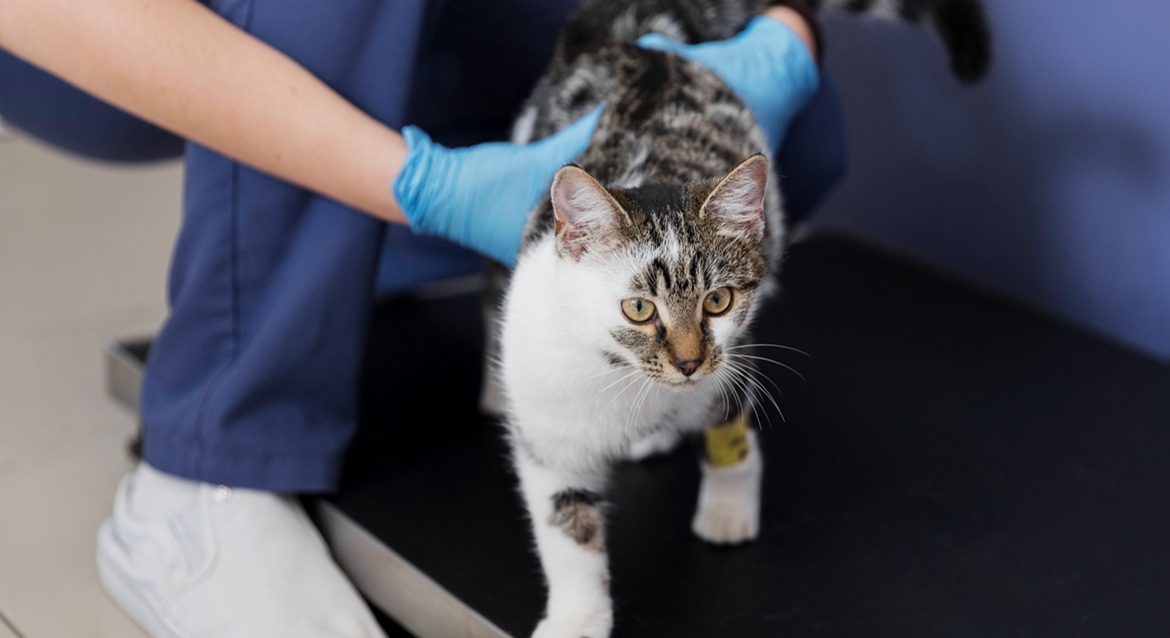 Insuficiencia renal en gatos