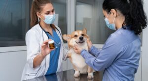 Mejor desparasitante para perros