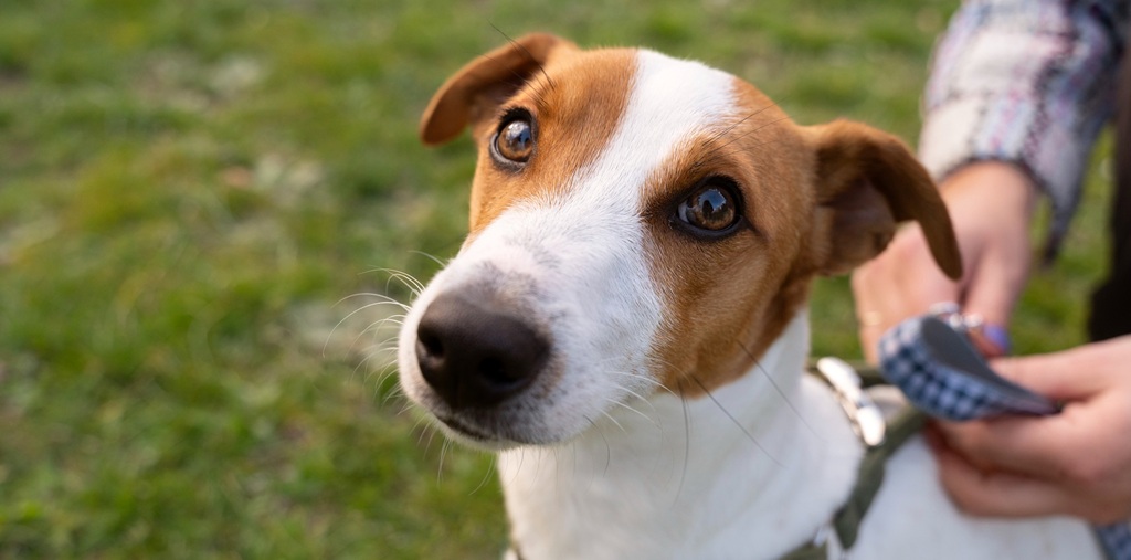 Marcas de desparasitantes para perros