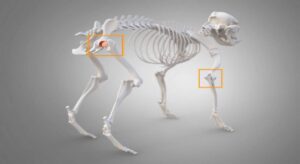 Osteoartritis en perros, guía de tratamiento y mejor medicamento