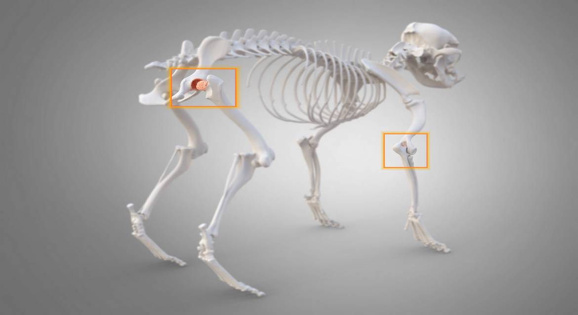 Osteoartritis en perros, guía de tratamiento y mejor medicamento